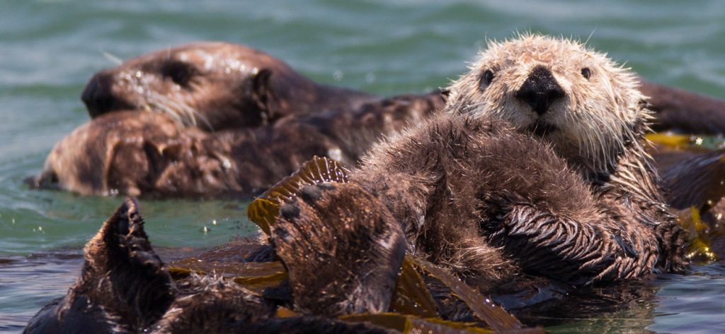 Sea Otter Classic - Cycle Central Coast