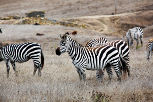 Zebras at Hearst Ranch in San Simeon