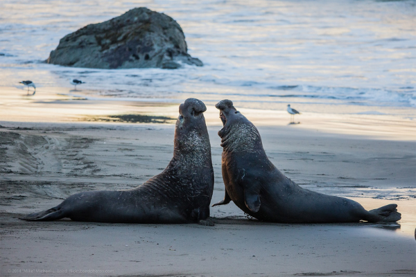 Two elephant seals meet at the Elephant Seal Rookery near San Simeon and bend toward each other