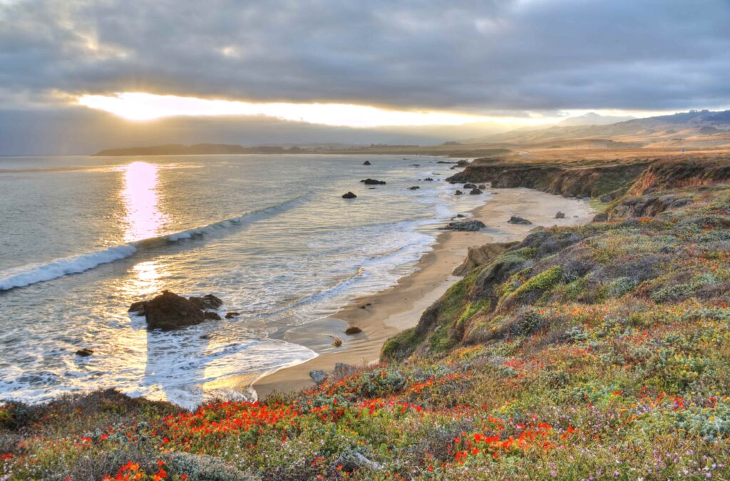 After an abundance of rainy weather in a wet winter, spring bursts into full bloom with colorful wildflowers in San Simeon. Visit to see the Coast in full color.