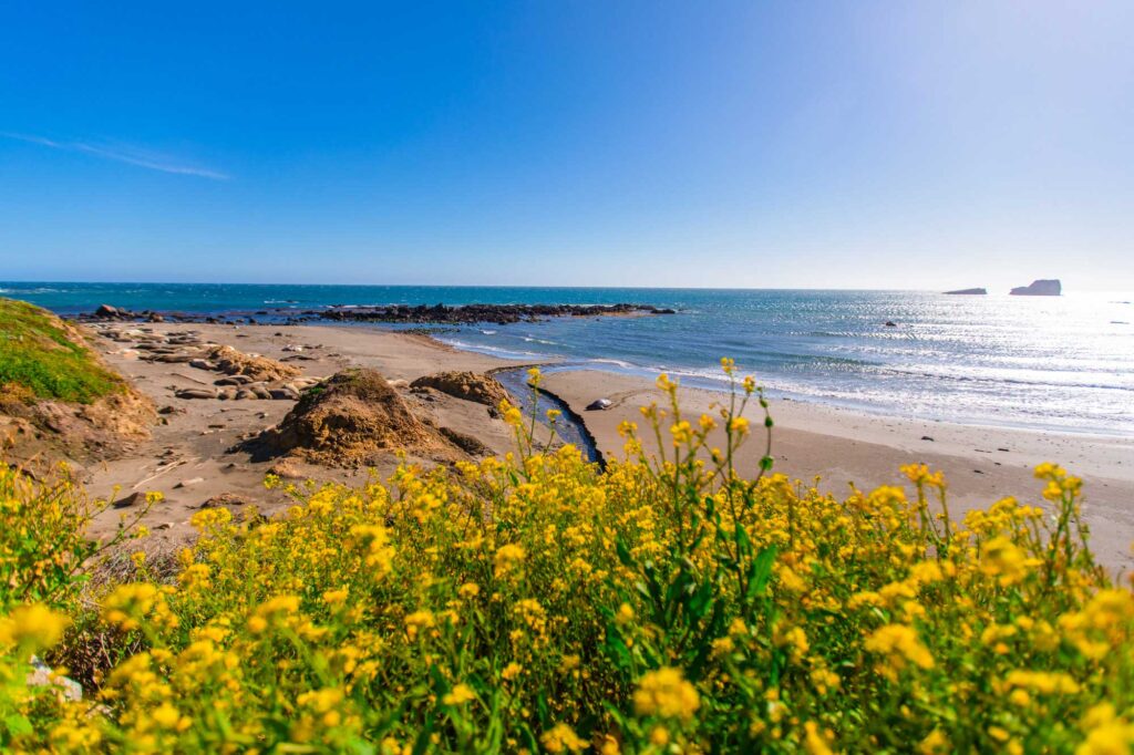 Oceanview with yellow wildflowers