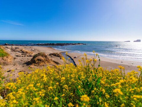 Oceanview with yellow wildflowers